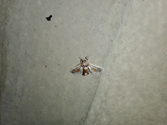 Leucinodes orbonalis
