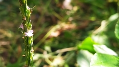 Pseudelephantopus spicatus