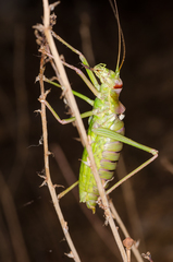 Ephippiger discoidalis