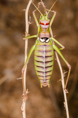 Ephippiger discoidalis