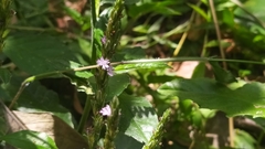 Pseudelephantopus spicatus