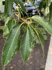 Castanea crenata