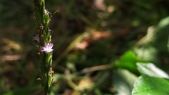 Pseudelephantopus spicatus