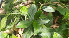 Pseudelephantopus spicatus