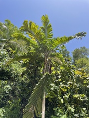 Aiphanes acanthophylla