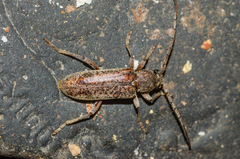 Trichoferus griseus