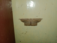 Phalacra