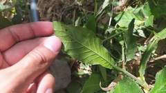 Pseudelephantopus spicatus