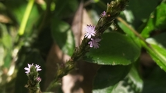 Pseudelephantopus spicatus