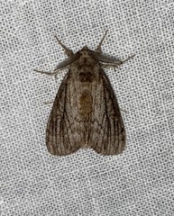 Dasychira atrivenosa