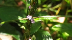 Pseudelephantopus spicatus