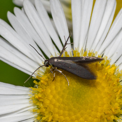 Schreckensteinia erythriella