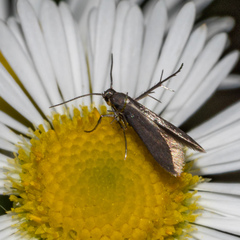 Schreckensteinia erythriella
