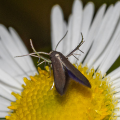 Schreckensteinia erythriella