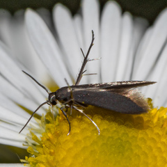 Schreckensteinia erythriella