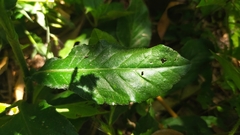 Pseudelephantopus spicatus