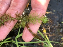 Hippuris vulgaris