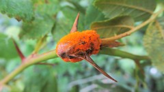 Phragmidium mucronatum