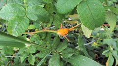 Phragmidium mucronatum