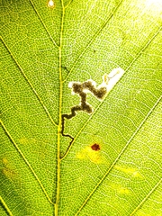 Stigmella tityrella