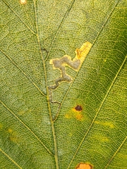 Stigmella tityrella