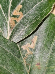 Stigmella tityrella