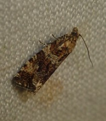 Celypha flavipalpana