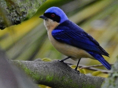 Fawn-Breasted Tanager photo 3