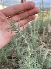 Camphorosmeae