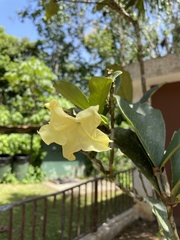 Brunfelsia portoricensis