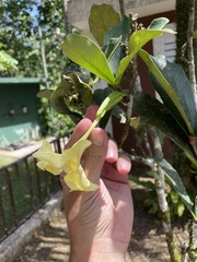 Brunfelsia portoricensis