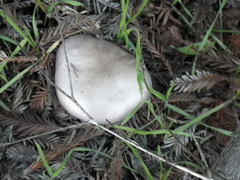 Lepista nuda
