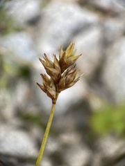 Carex adusta
