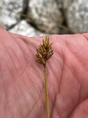 Carex adusta