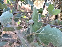 Cynips multipunctata