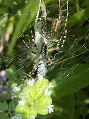 Argiope aurantia
