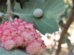 Cynips multipunctata