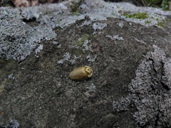 Physonota stigmatilis