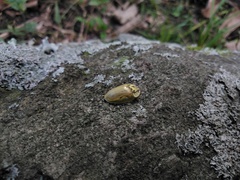 Physonota stigmatilis