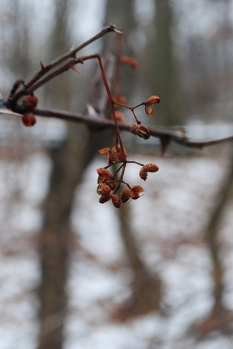 Image of Zanthoxylum simulans by (c) Zihao Wang, some rights reserved (CC BY)