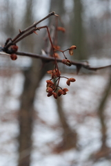 Zanthoxylum simulans