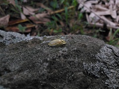 Physonota stigmatilis