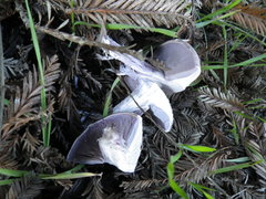 Lepista nuda