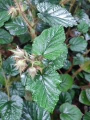 Rubus tricolor