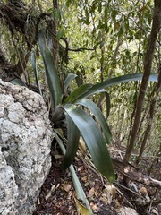 Wittmackia antillana