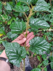 Rubus tricolor
