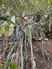 Wittmackia antillana