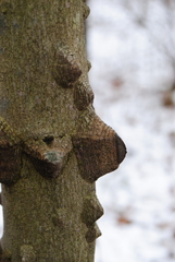 Zanthoxylum simulans