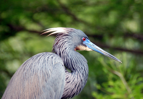 Tricolored Heron, photo 10 of 10