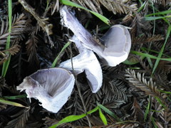 Lepista nuda